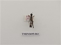 藏品(直翅目(3))的圖片